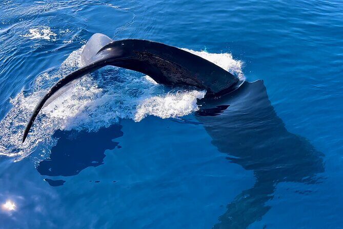 2 Hour Prime Time Maui Whale Watching - Authentic Marine Encounters on a Well-Designed Vessel