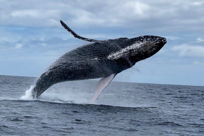 2 Hour Prime Time Maui Whale Watching - Frequently Asked Questions