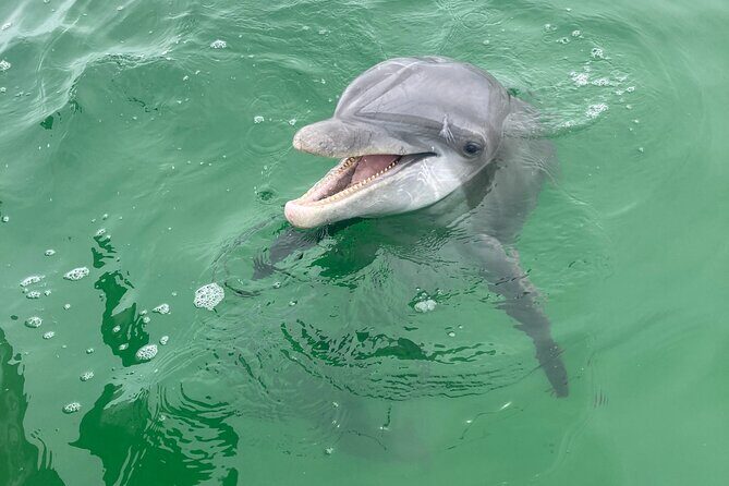 2 Hour Private Dolphin and Sightseeing Tour Shell Island - An In-Depth Look at the Tour Experience