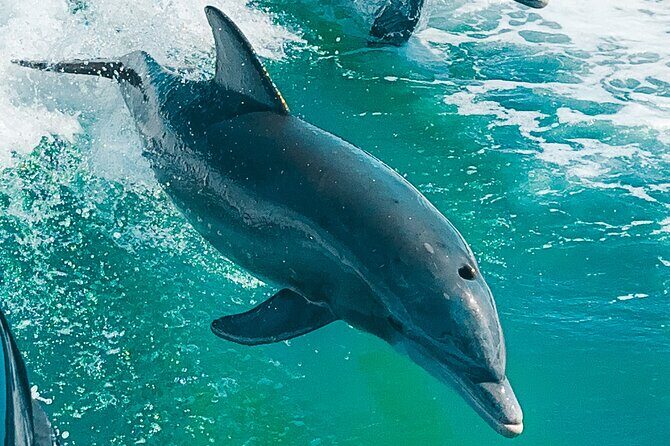 2 Hour Private Dolphin Eco Bout Tour St Pete Beach Florida - Key Points