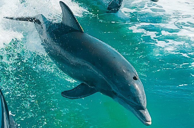 2 Hour Private Dolphin Eco Bout Tour St Pete Beach Florida - The Sum Up