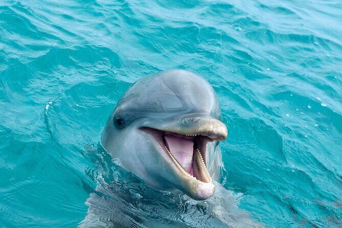2 Hour Private Dolphin Sightseeing Tour - A Closer Look at the Experience