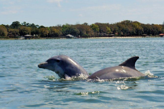 2-Hour Private Hilton Head Dolphin Watching Cruise - Analyzing the Value