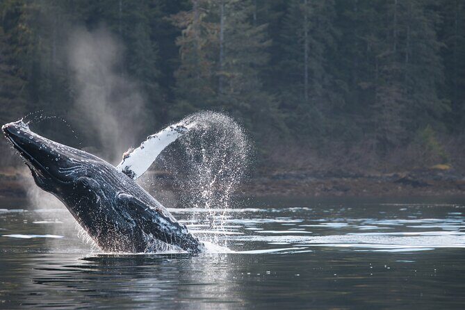 2 Hour Private Marine Wildlife Tour - Key Points