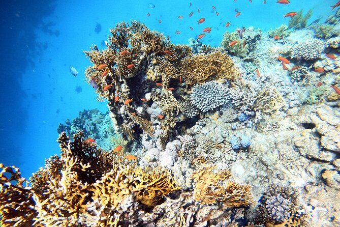 2-Hour Private Scuba Experience in Aqaba - The Value of This Experience