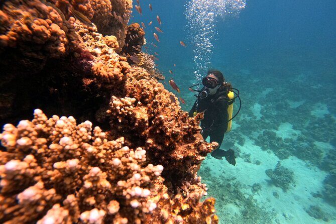 2-Hour Private Scuba Experience in Aqaba - Who Should Consider This Tour?