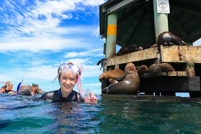 2 hour Seals & Seadragon Swim - Wildlife and Marine Life Encounters