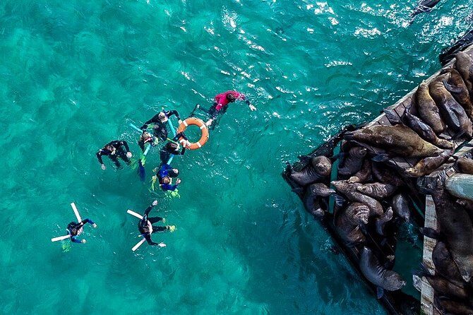 2 hour Seals & Seadragon Swim - Practical Considerations