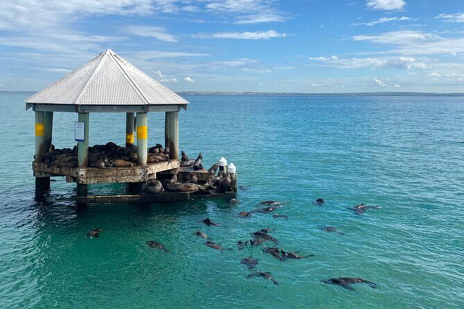 2 hour Seals & Seadragon Swim - Who Will Love This Tour?