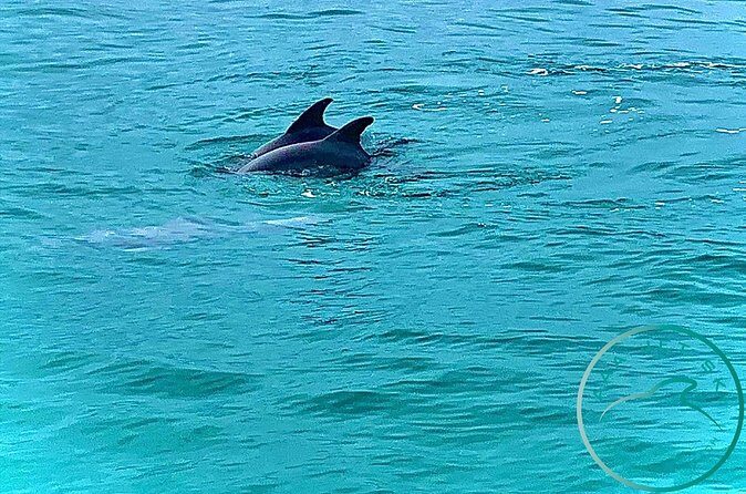 2 Hour Shell Island Jet Ski Dolphin Tour - FAQ