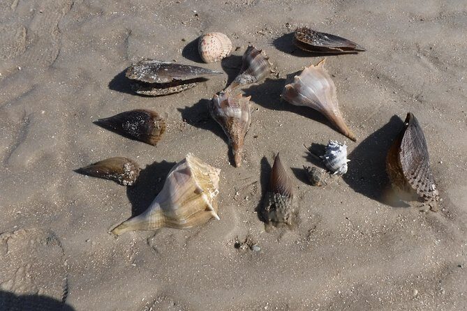 2-hour Shelling Boat Tour in the 10,000 Islands - Who Should Consider This Tour?