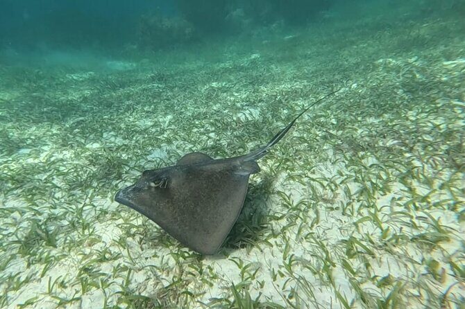 2 hour snorkeling in Arrecife de Puerto Morelos - The Practicalities: Timing, Group Size, and Logistics