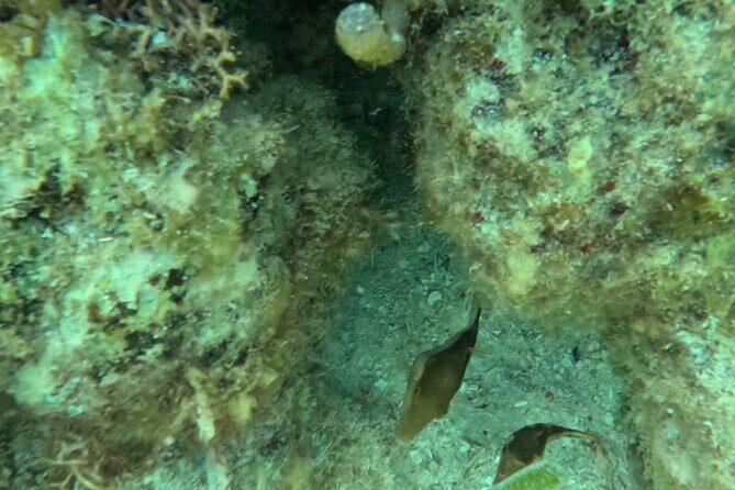 2 hour snorkeling in Arrecife de Puerto Morelos - FAQs