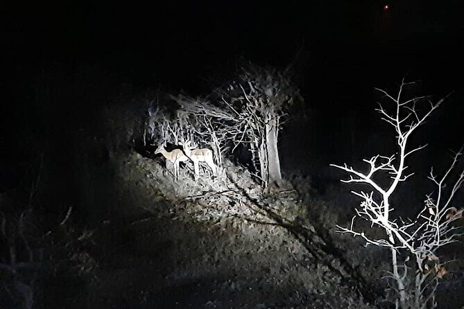 2 Hour Stargazing Tour in Victoria Falls NP Area in 4x4 - Authentic Experiences and Reviews