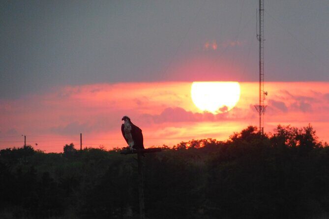 2-Hour Sunset Safari Eco Cruise from Cape May - Introduction: Discover Cape May’s Salt Marshes on a Sunset Eco Cruise