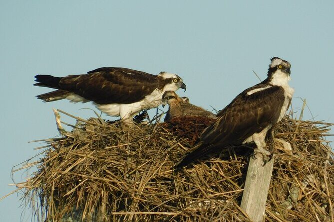 2-Hour Sunset Safari Eco Cruise from Cape May - The Itinerary: What Makes Each Part of the Tour Special