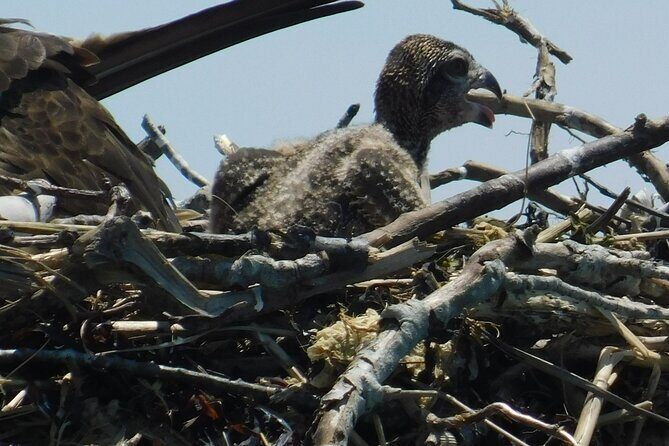 2-Hour Sunset Safari Eco Cruise from Cape May - Practical Tips for Booking and Enjoying