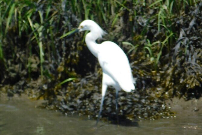 2-Hour Sunset Safari Eco Cruise from Cape May - The Sum Up: Who Will Love This Tour?
