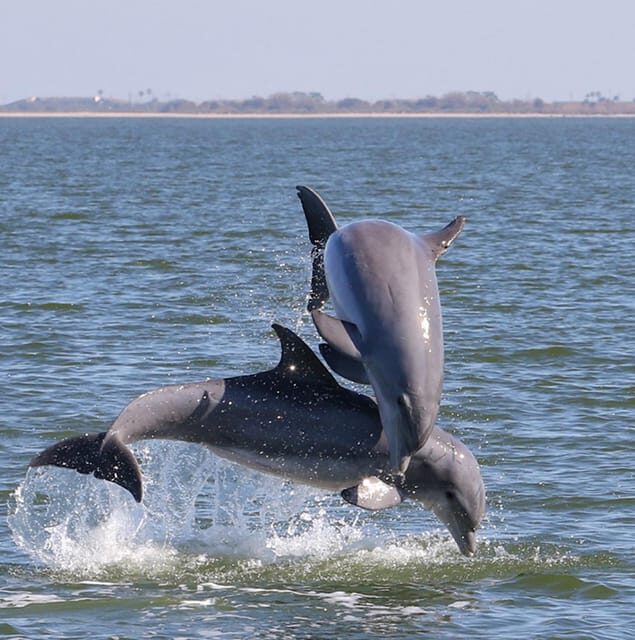2 Hour Tiki Dolphin Sightseeing Tour in Cocoa Beach - Authentic Experiences based on Reviews