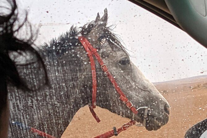 2 Hour Trail Ride to Little Petra-Morning or Sunset - FAQs