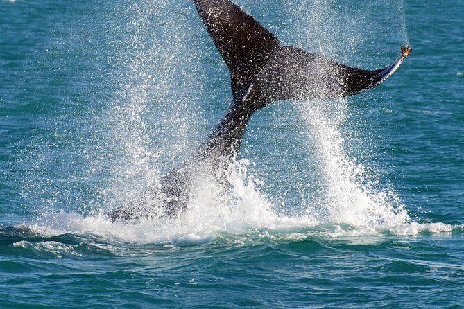 2 Hour Whale-Watching Cruise from Hillarys Boat Harbour - Authentic Experiences Backed by Reviews