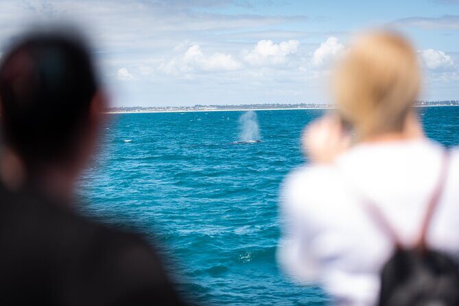2 Hour Whale-Watching Cruise from Hillarys Boat Harbour - Final Thoughts