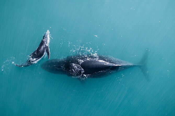 2 hour whale watching experience departing Hillarys Boat Harbour - A Deeper Look at the Whale Watching Tour from Hillarys Harbor