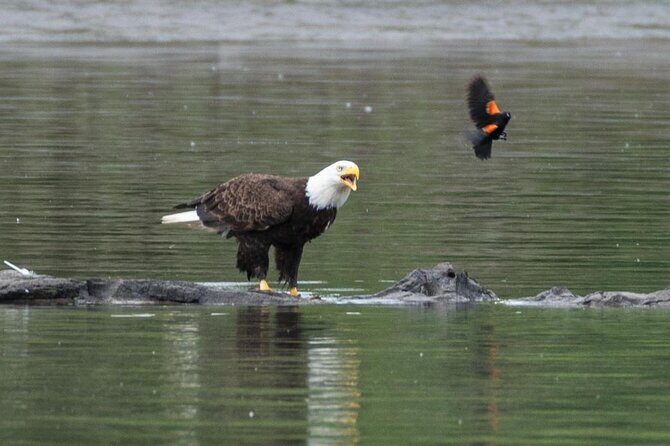 2-Hour Wildlife & Nature River Cruise on the Beautiful Willamette - Introduction to the Tour