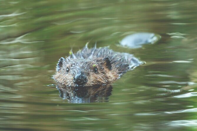 2-Hour Wildlife & Nature River Cruise on the Beautiful Willamette - The Experience from a Traveler’s Perspective