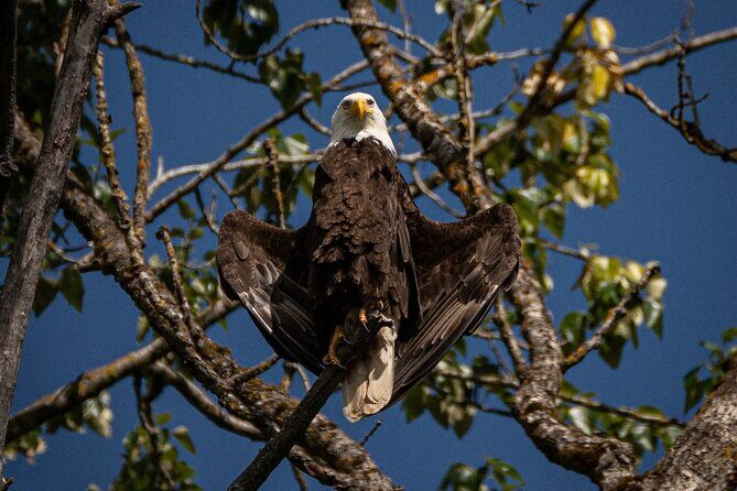 2-Hour Wildlife & Nature River Cruise on the Beautiful Willamette - Practicalities and Tips