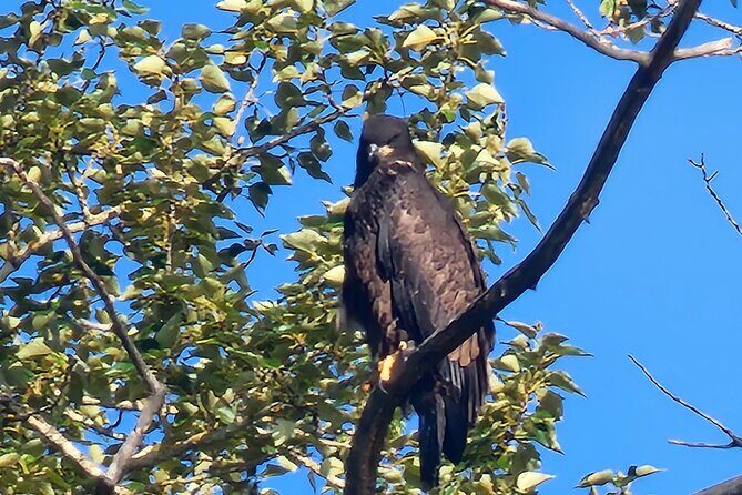 2-Hour Wildlife & Nature River Cruise on the Beautiful Willamette - FAQ