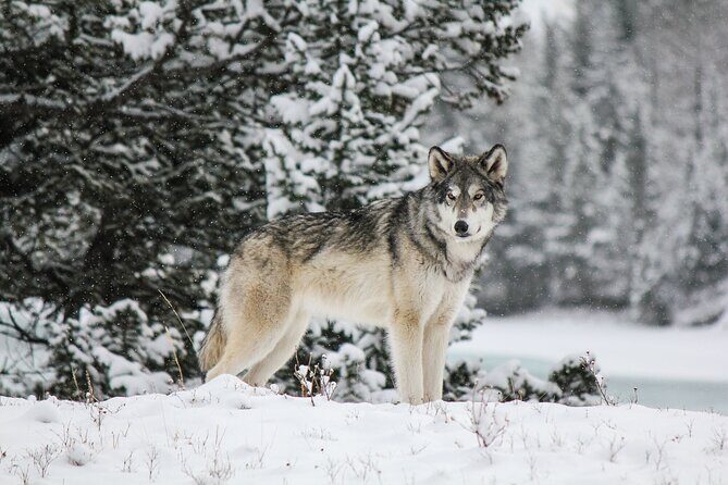 2 Hour Winter Wilderness Walk with Wildlife Tracking - FAQ