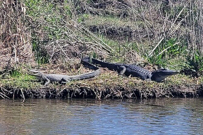 2 Hours Boat Tour in Louisiana Bayous Near New Orleans - What Travelers Are Saying
