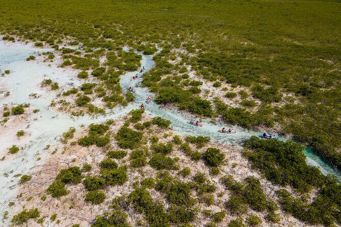 2 Hours Clear Kayaking Activity on Mangrove Cay - A Closer Look at the Experience