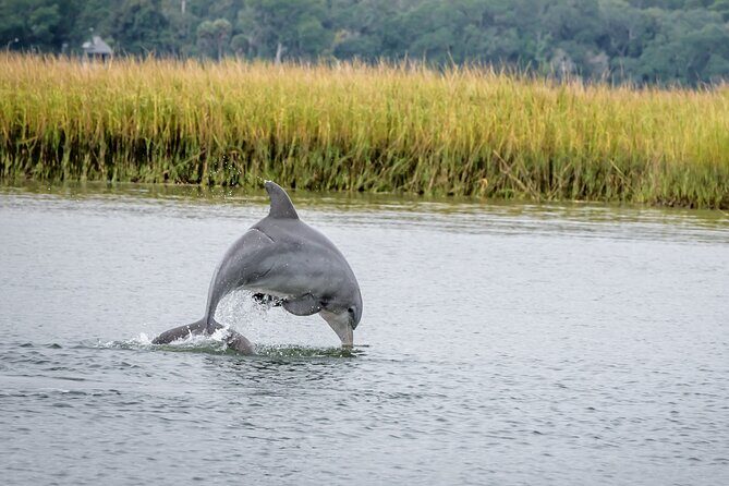 2 Hours Dolphin Eco Tour - Starting Point and Itinerary Overview