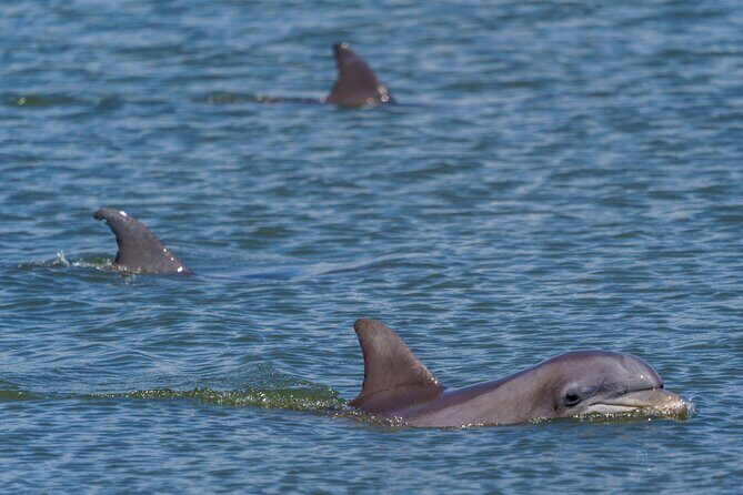 2 Hours Dolphin Eco Tour - How It Compares to Other Experiences