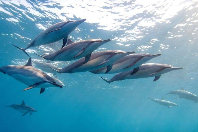 2-Hours Dolphin Excursion in Mauritius - Key Points