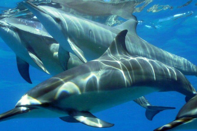 2-Hours Dolphin Excursion in Mauritius - Final Thoughts on the Experience