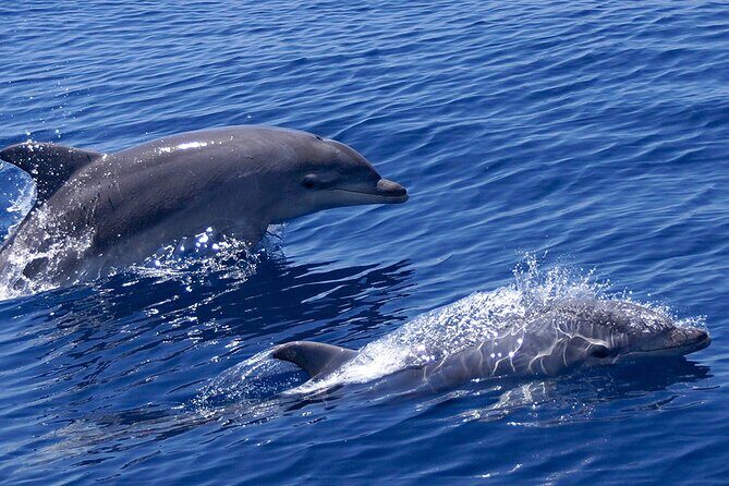2 Hours Dolphin Watching Cruise in Muscat - Key Points