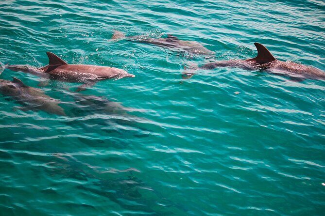 2 Hours Guided Dolphin Tour in Florida - The Sum Up