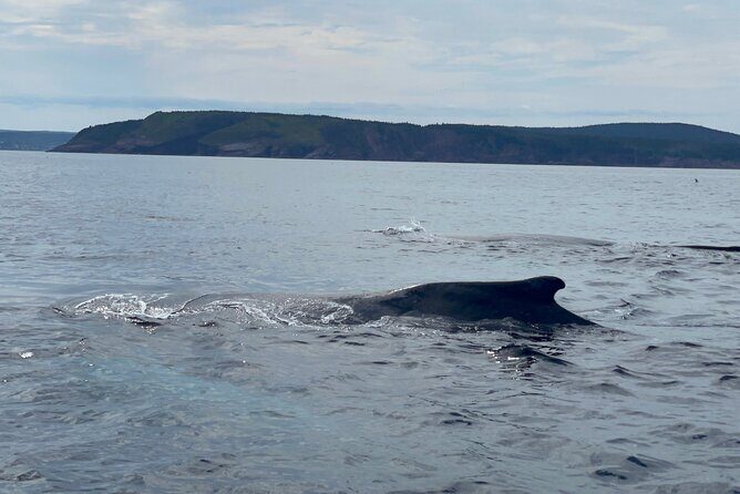 2 Hours Guided Whale and Bird Boat Tour in Bay Bulls - Who Should Consider This Tour?