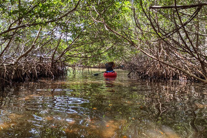 2 Hours Kayak Eco Tour in Tarpon Springs - Frequently Asked Questions