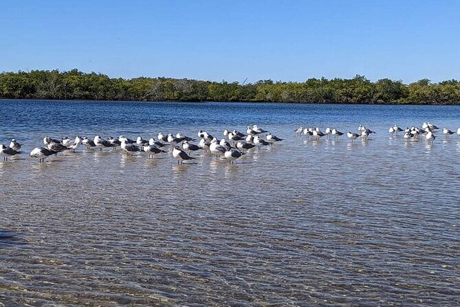2 Hours Kayak Eco Tour in Tarpon Springs - Final Thoughts