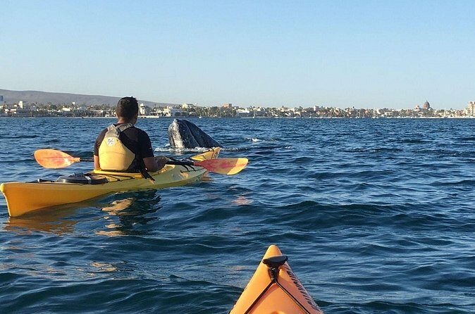 2 Hours of Kayak Safari in Bahía de La Paz - Final Thoughts: Is This the Right Tour for You?