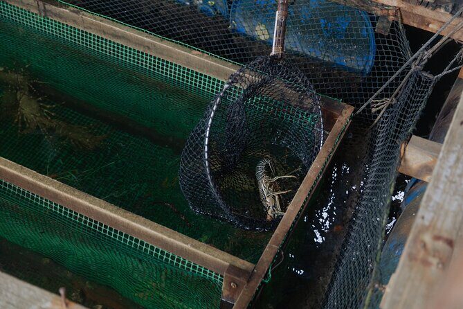 2 Hours Private Mangrove Tour Langkawi - FAQ