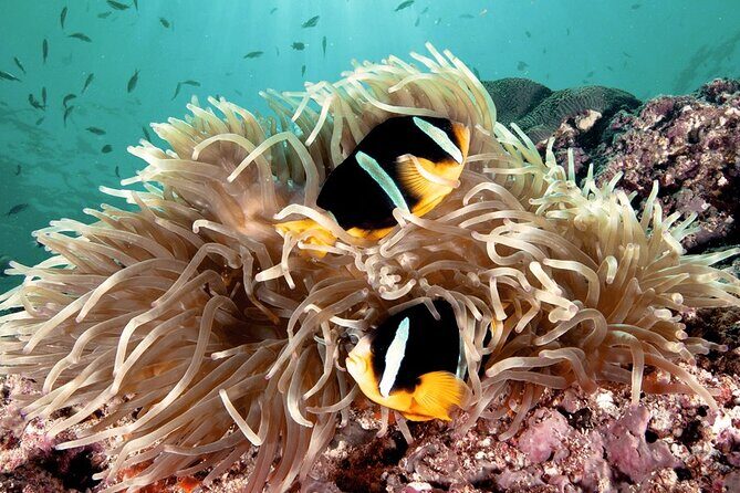 2 Hours Private Scuba Diving Activity in Qantab Beach - Who Is This Tour Best For?