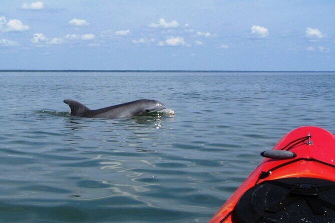 2 Hours Shem Creek Safari Kayak Tour - What to Expect from the Shem Creek Kayak Tour