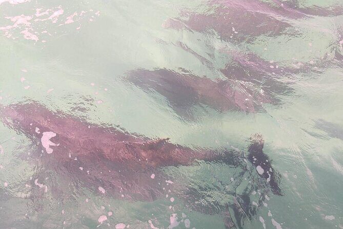 2 Hours Swim with the Dolphins in Panama City - Key Points