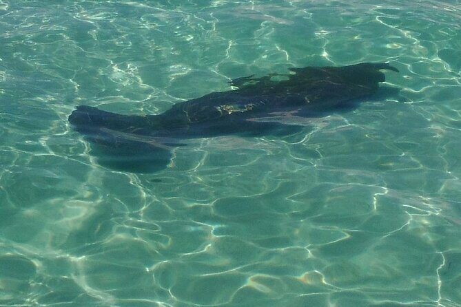 2 Hours Swim with the Dolphins in Panama City - What to Expect During the Tour