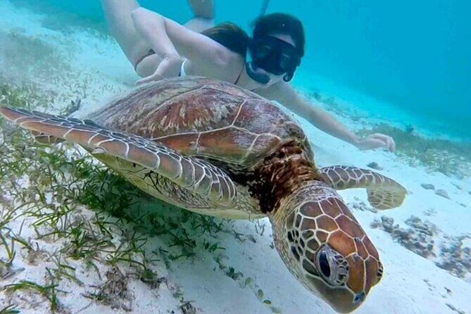 2 Hours Turtle Feeding, Shipwreck & Reef Snorkeling Tour Barbados - Authentic Traveler Insights